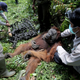 Conservationists from Sumatran Orangutan Conservation Program (SOCP) prepare a makeshift stretcher to carry a tranquilized male orangutan to be relocated from a swath of destructed forest located too close too a palm oil plantation at Tripa peat swamp in Aceh province, Indonesia.